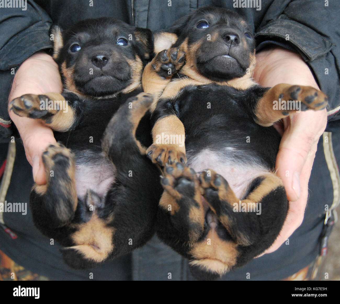 Little puppies of the dog breed German hunting terrier lie on  the back of the hands of a man Stock Photo