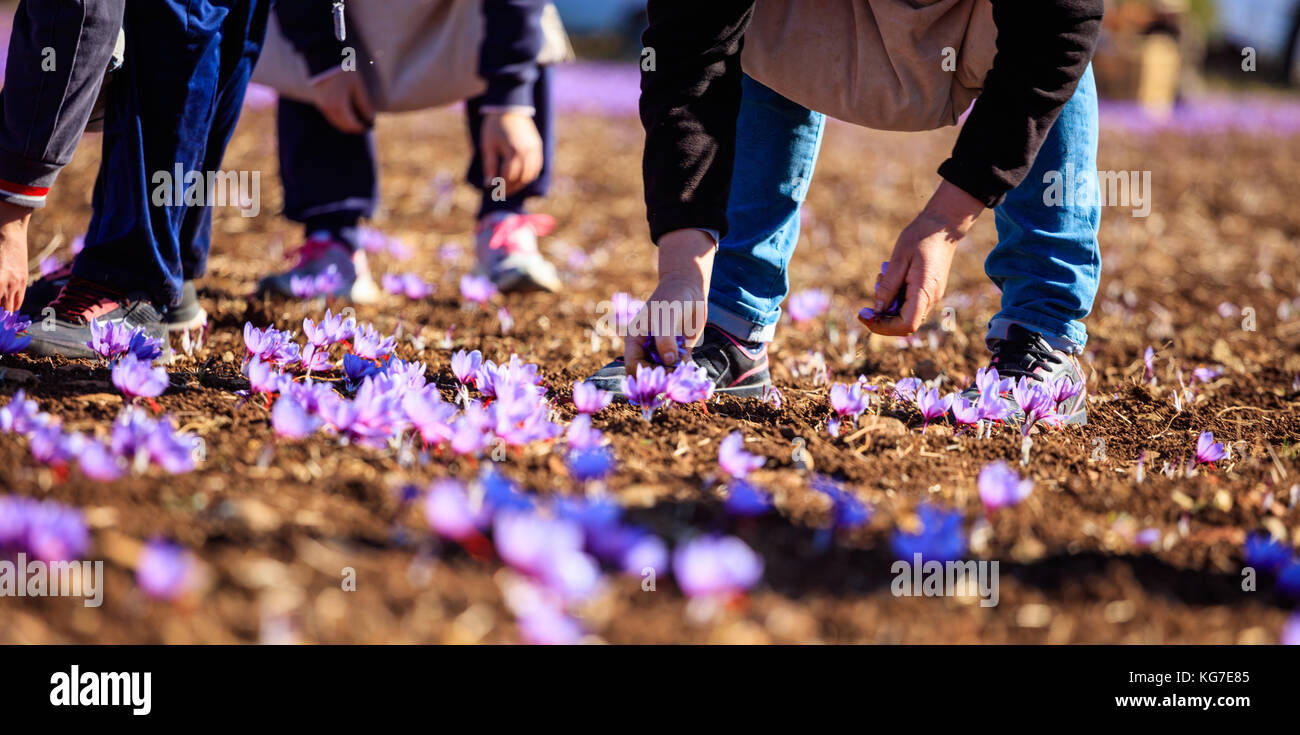 Workers harvesting crocus in a saffron field at autumn Stock Photo Alamy