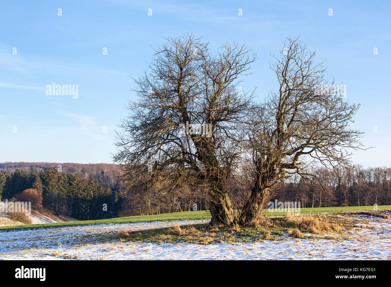 einzeln stehender Baum Harzlandschaft Stock Photo