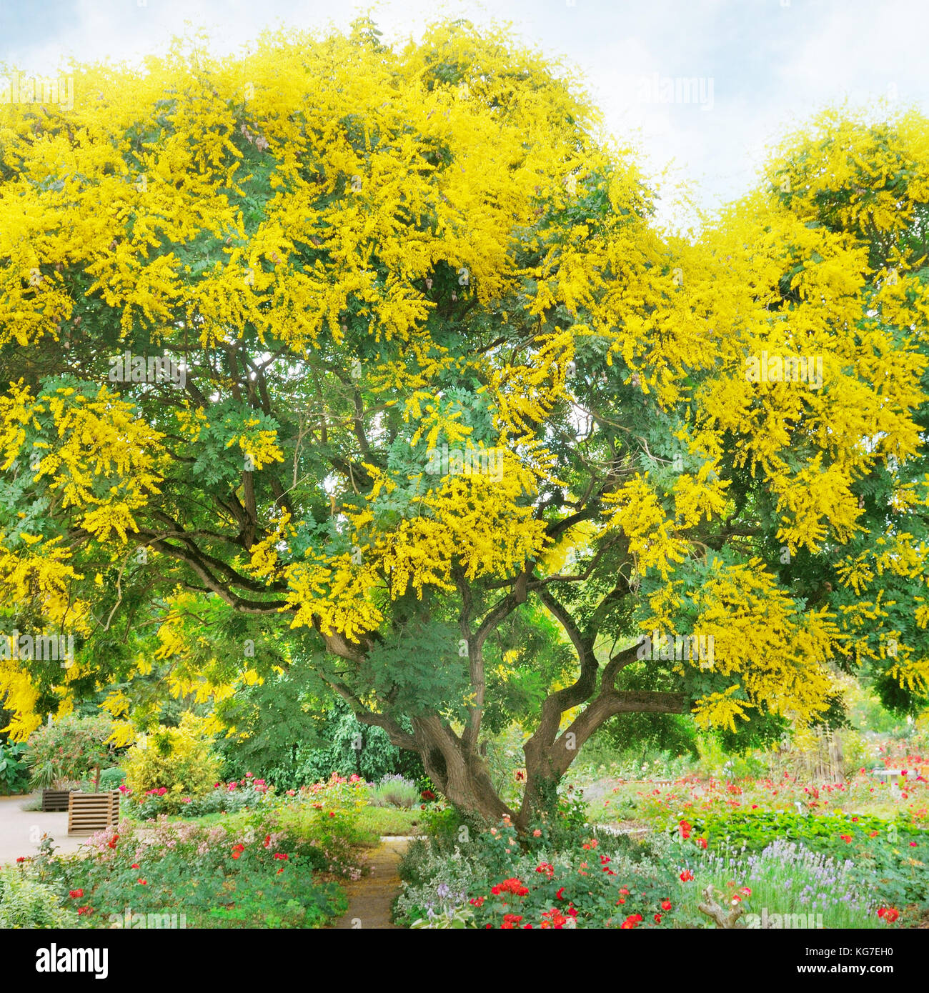 tree with yellow flowers in summer park Stock Photo