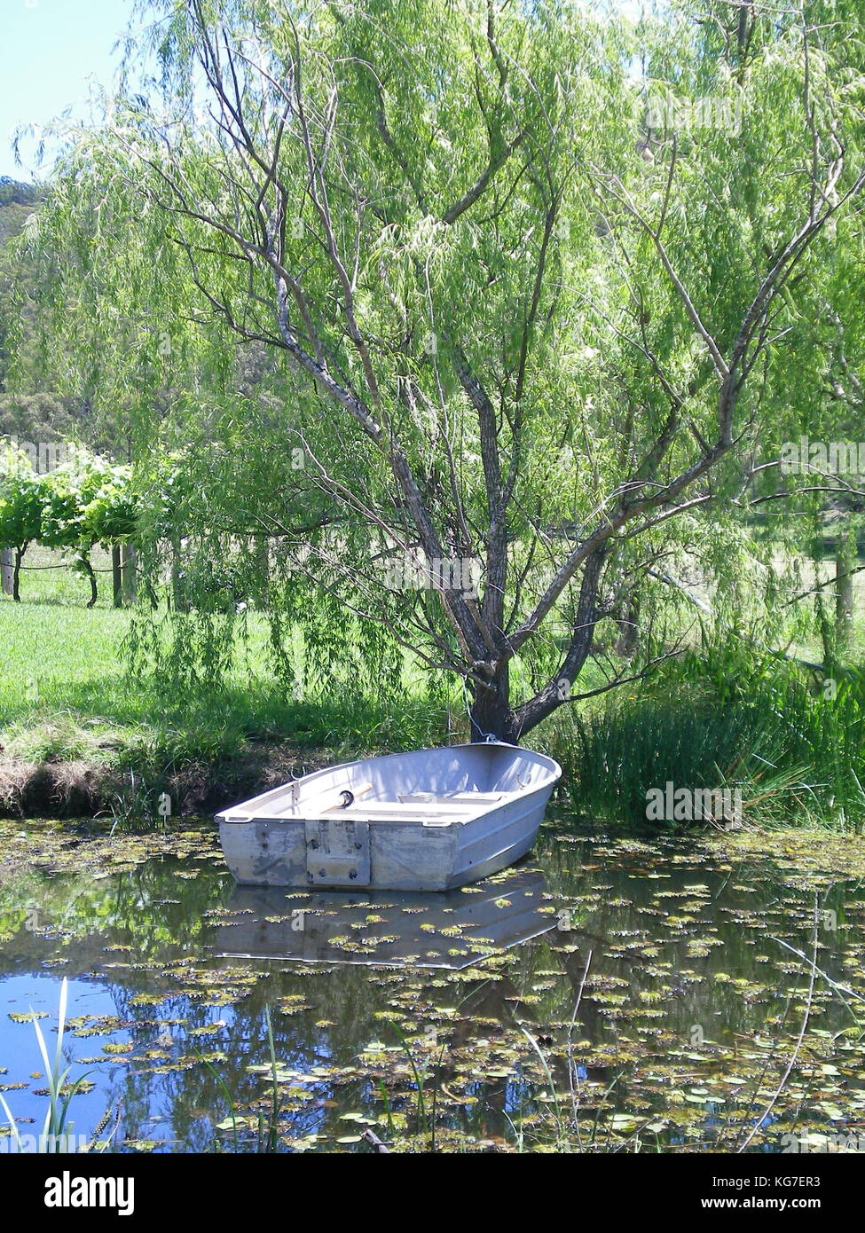 A tin boat on a leaf-covered pond. The boat is tied to a tree. Some grape vines can be seen in the distance, plus tree-covered hills. Stock Photo