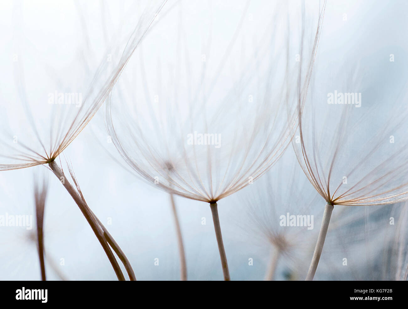 Close up macro image of dandelion seed heads with delicate lace-like patterns, on the Greek island of Kefalonia. Stock Photo