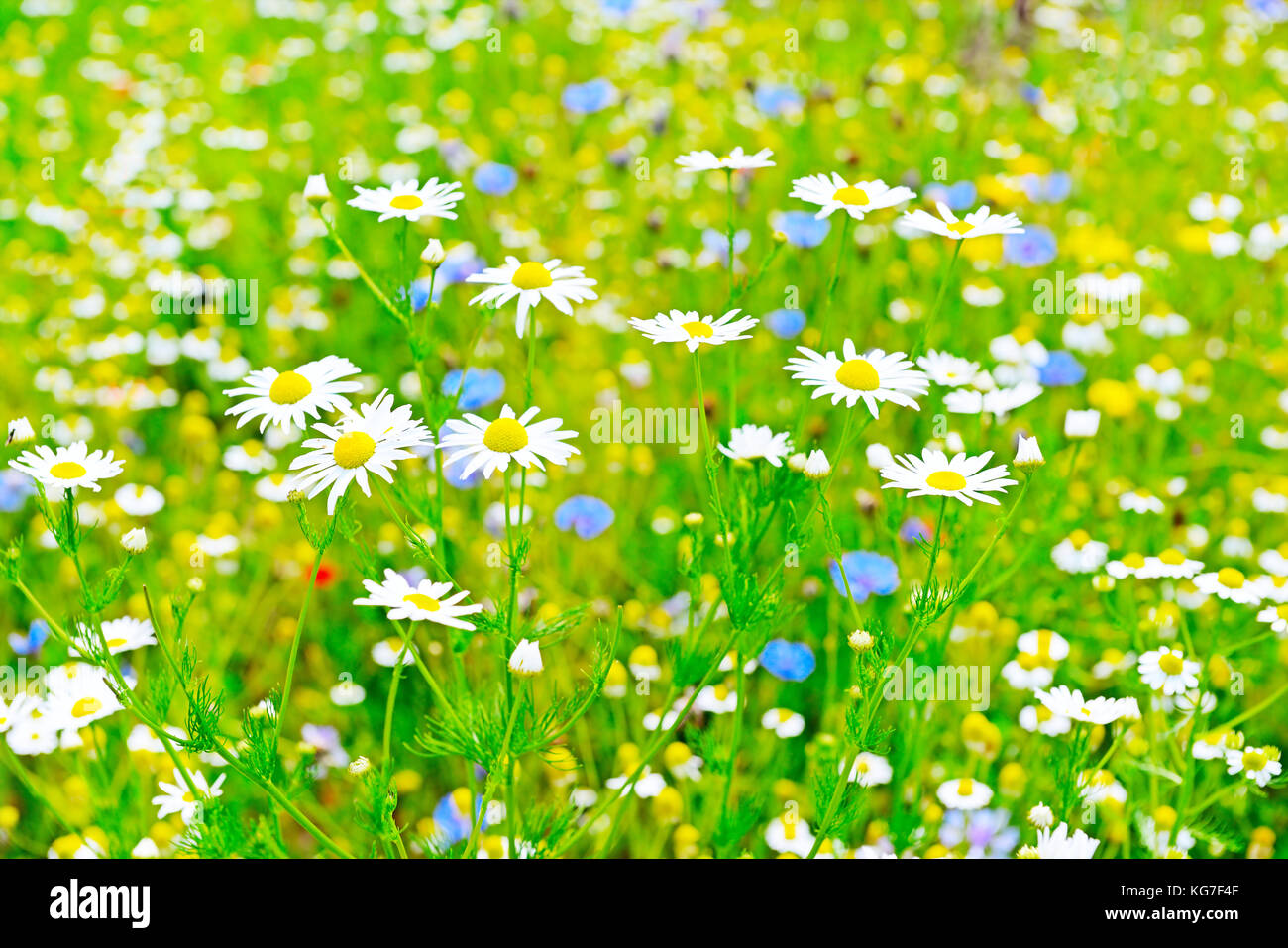 White daisy in meadow. Floral background Stock Photo