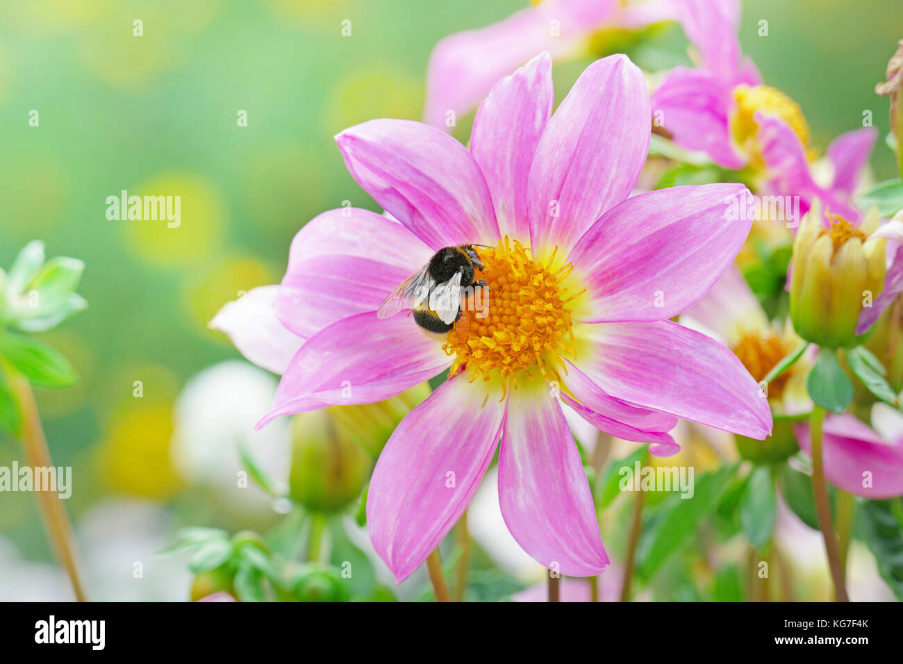 Large black bumble bee collects nectar on a dahlia. Focus on a flower. Shallow depth of field. Stock Photo
