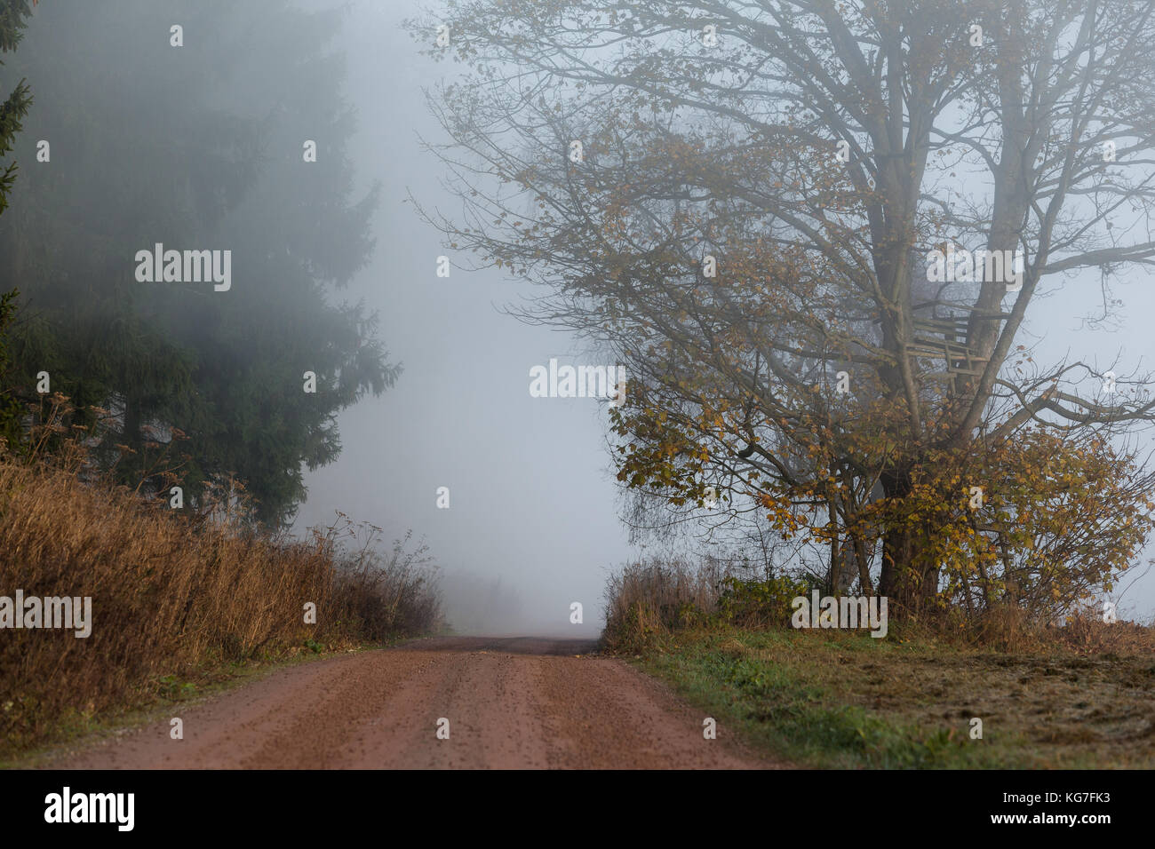 Wanderweg im Nebel Harzlandschaft Stock Photo