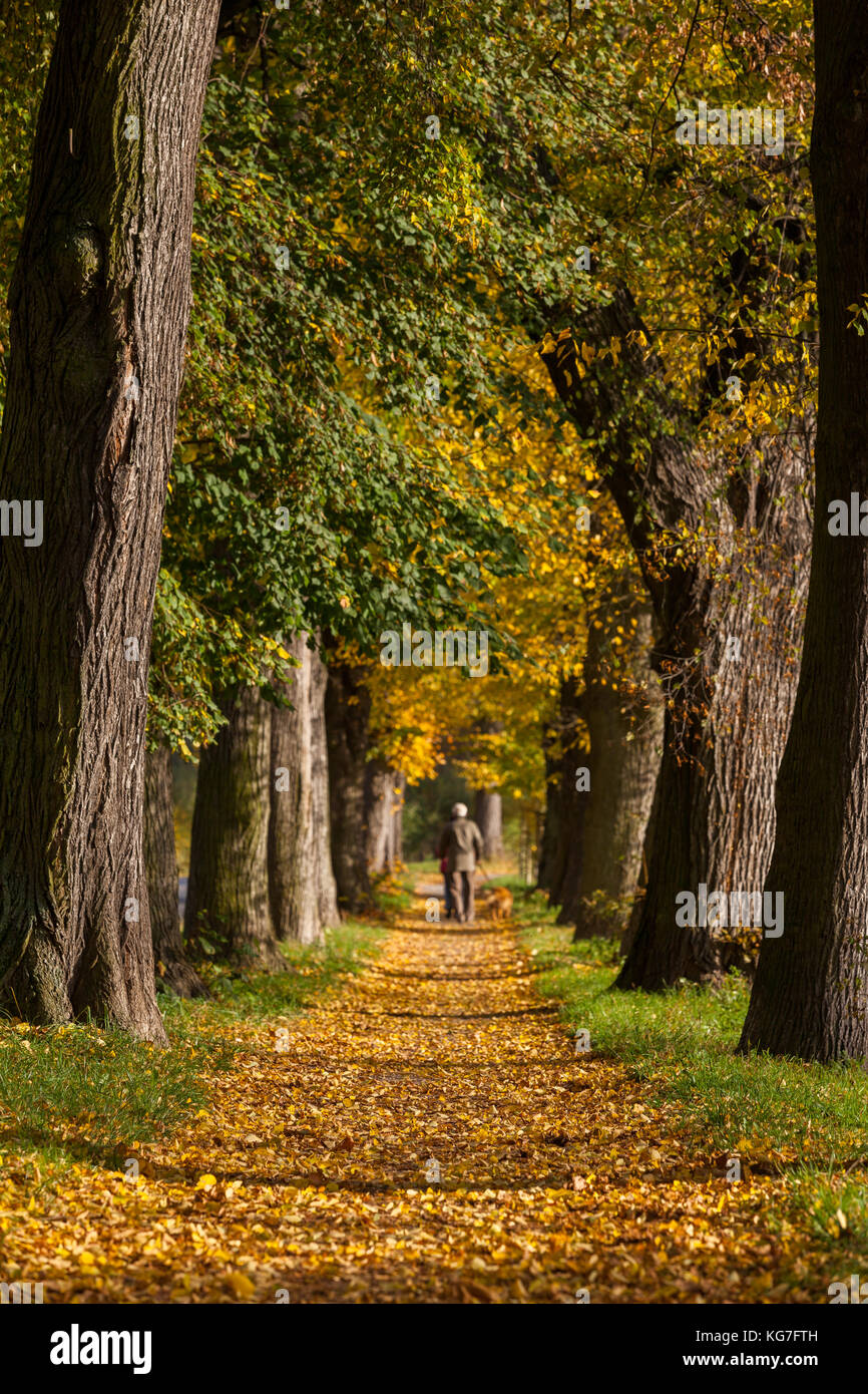 alter Baumbestand Allee im Herbst Stock Photo Alamy