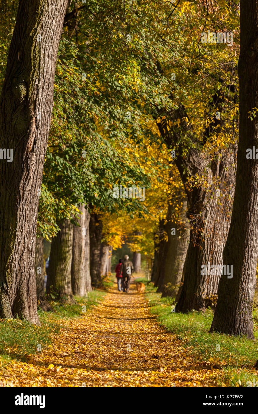 alter Baumbestand Allee im Herbst Stock Photo Alamy