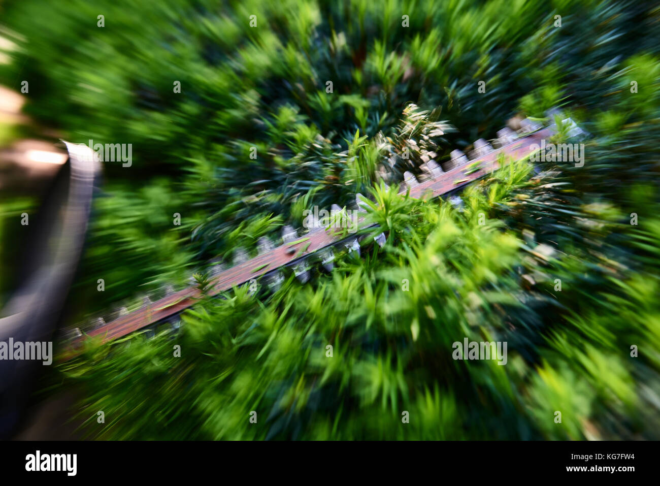 Cutting the yew bush hedge with the electric hedge trimmer Stock Photo