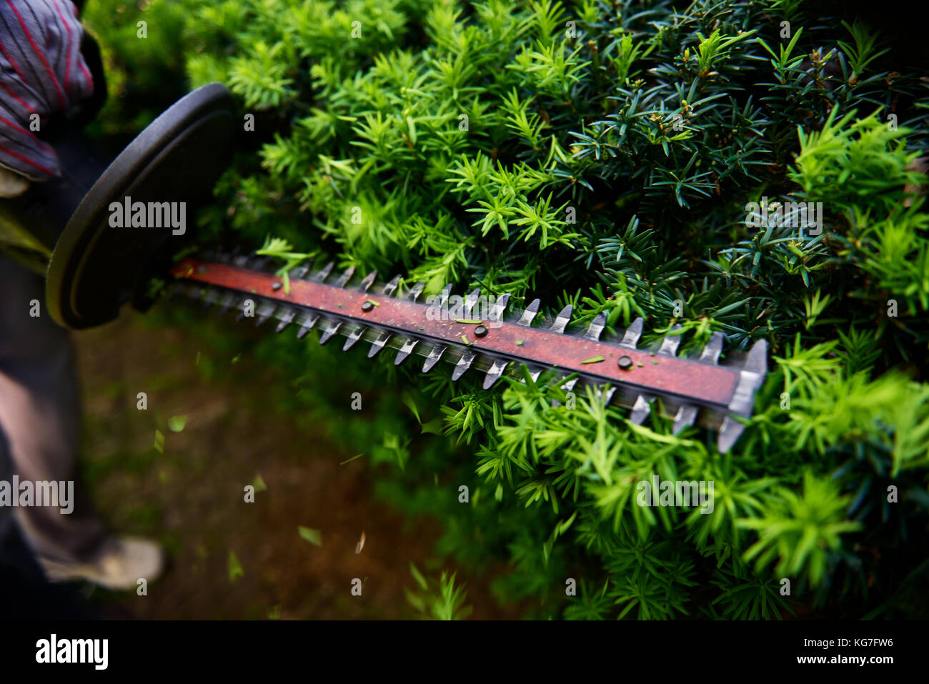 Cutting the yew bush hedge with the electric hedge trimmer Stock Photo