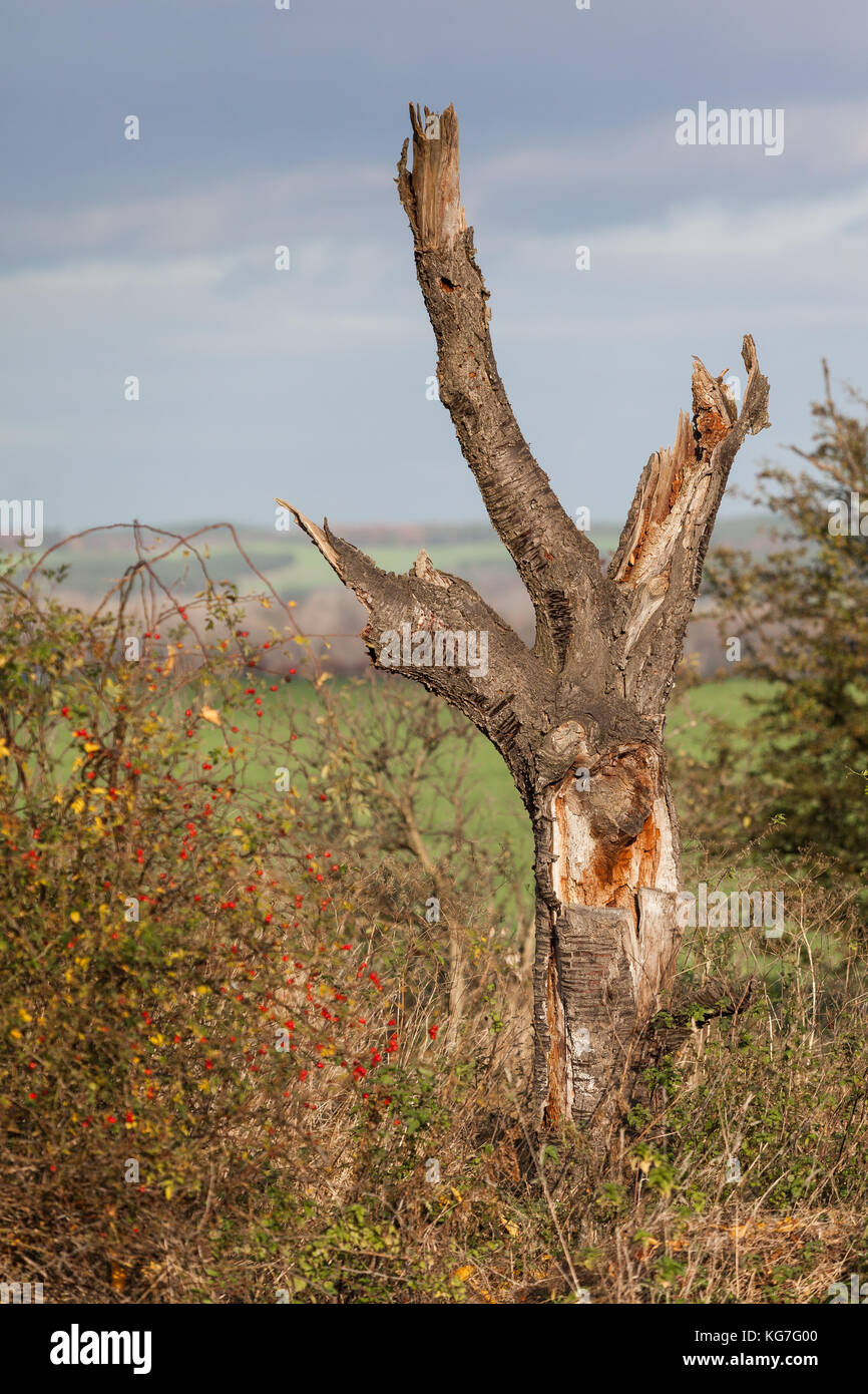 alter abgestorbener Baum Stock Photo