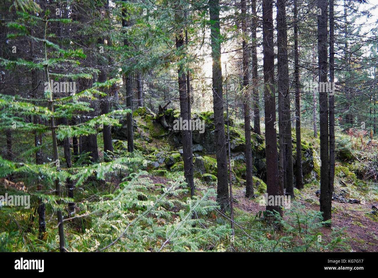 the mountain autumn landscape with colorful forest Stock Photo - Alamy