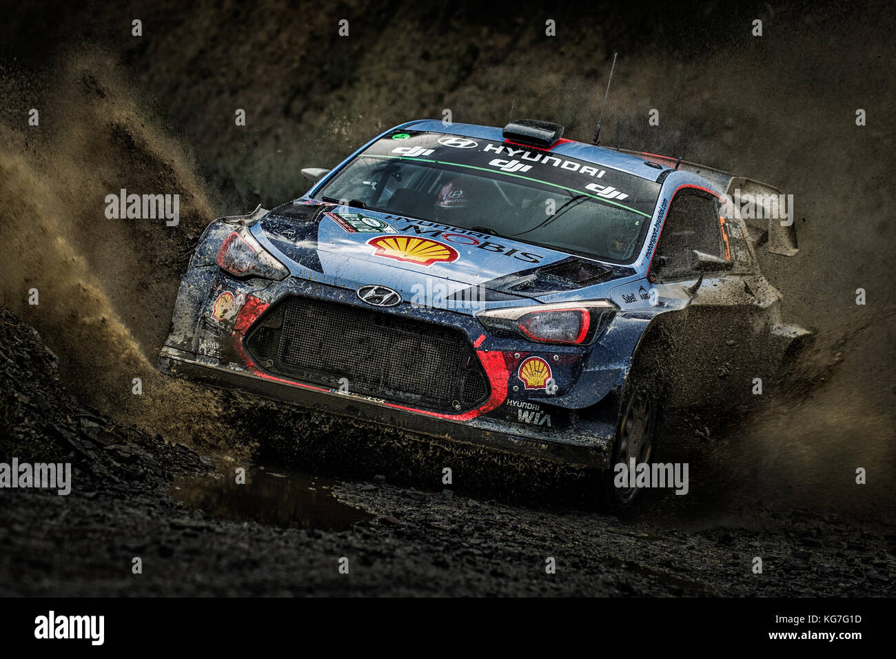 Thierry Neuville rallying in the  WRC World Rally Championship Day Insure Wales Rally GB 2017 Stock Photo