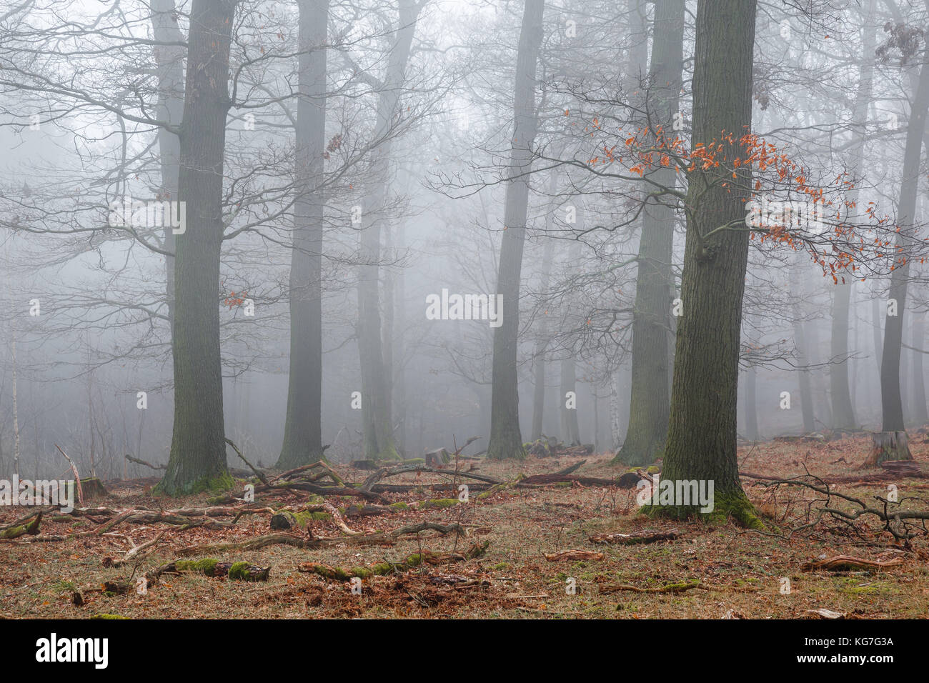 Wald im Nebel Stock Photo - Alamy