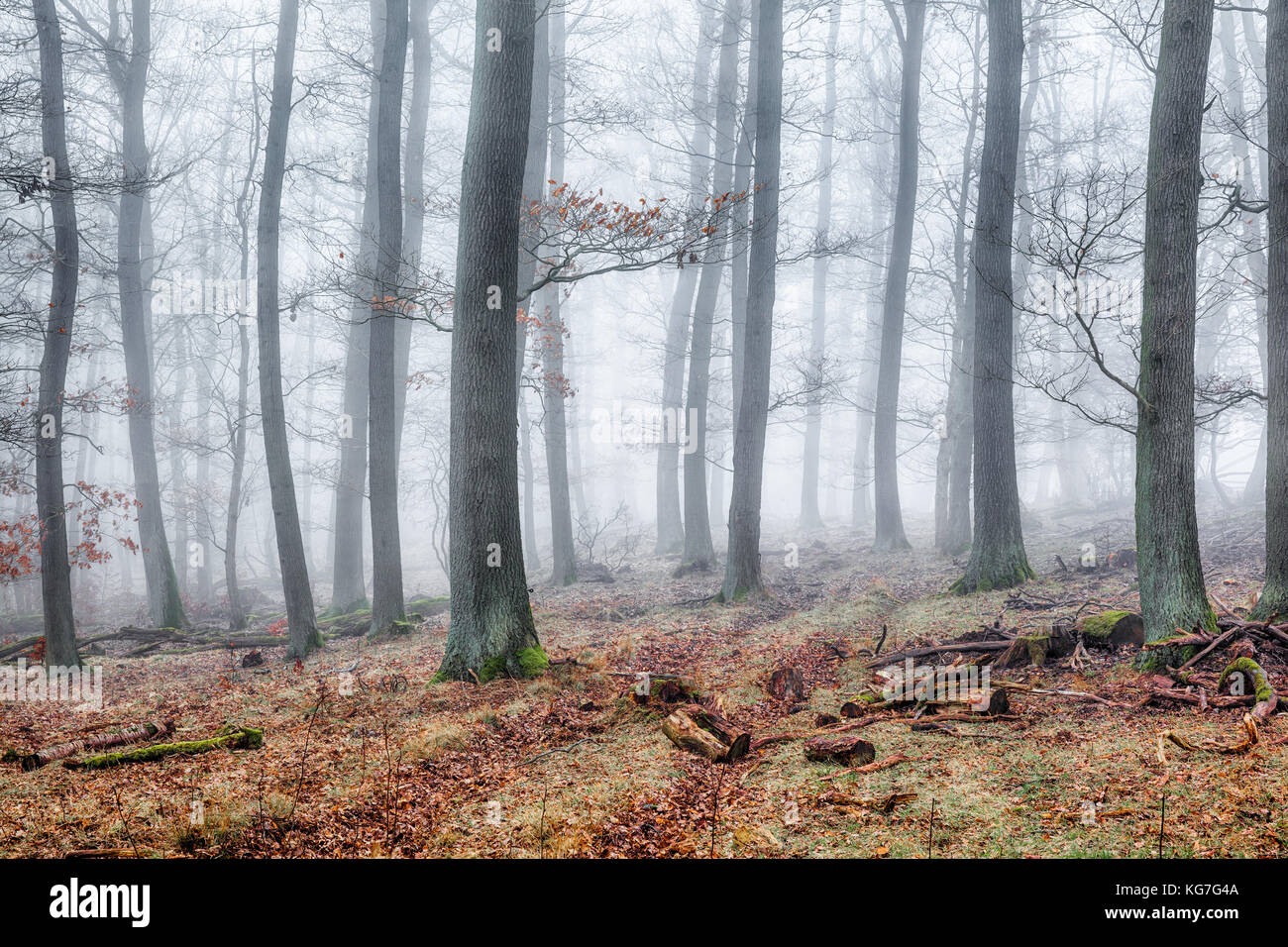 Wald im Nebel Stock Photo - Alamy