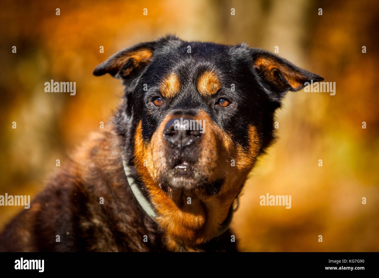 Rottweiler Stock Photo