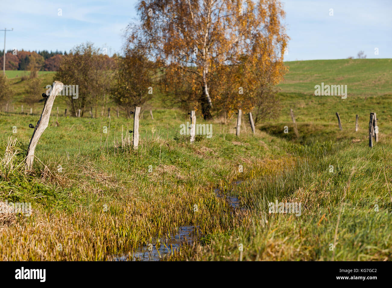 Birke im Herbst Stock Photo