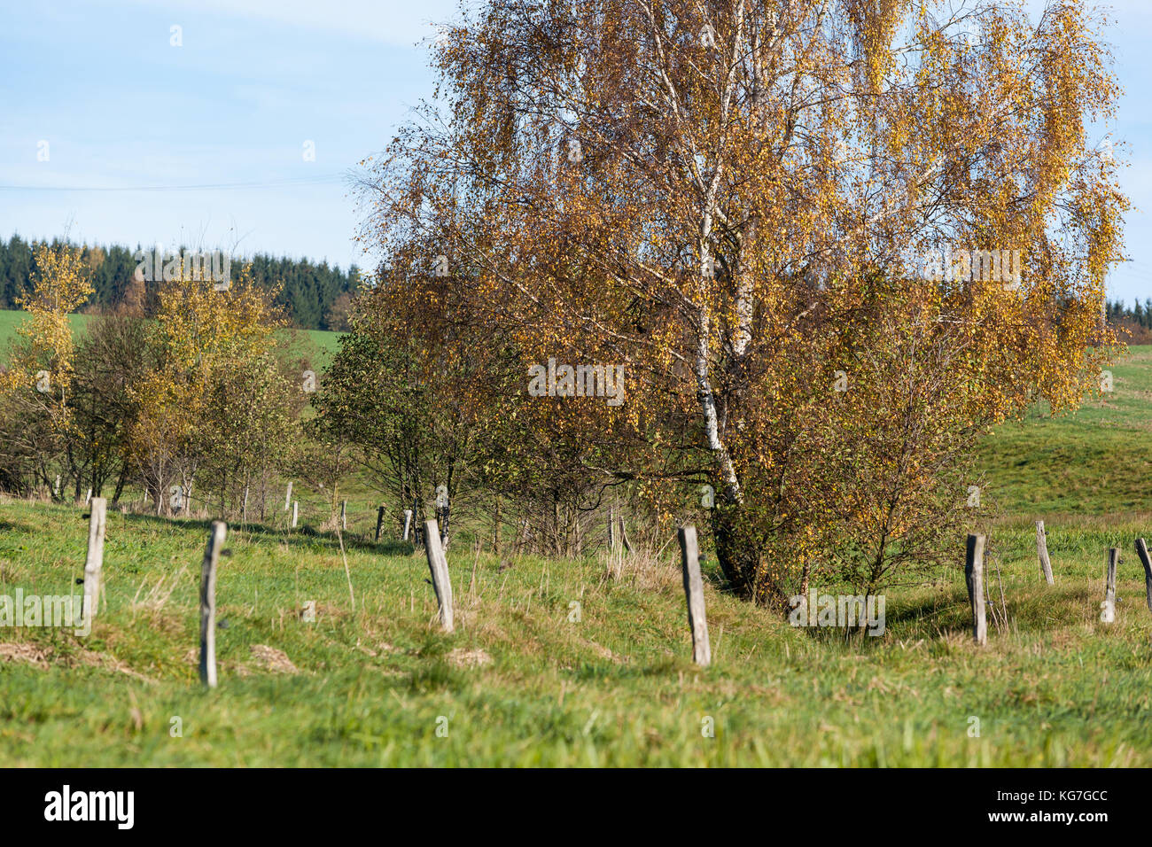 Birke im Herbst Stock Photo