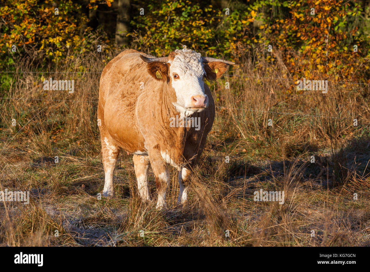 Landwirtschaft Tierhaltung Freiland Kuhherde Stock Photo