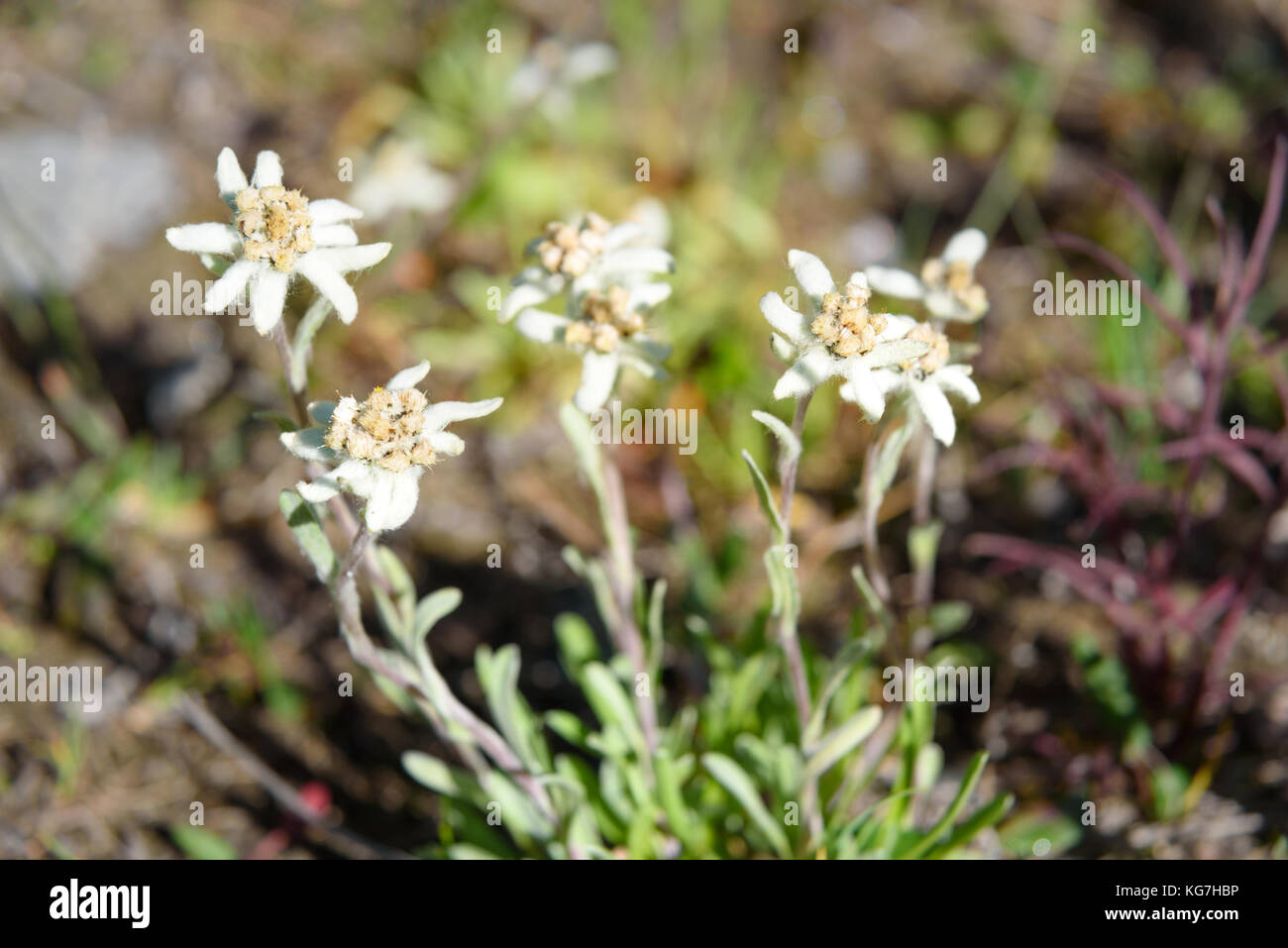 Leontopodium ochroleucum in Aktru valley. Altai Republic, Siberia. Russia Stock Photo