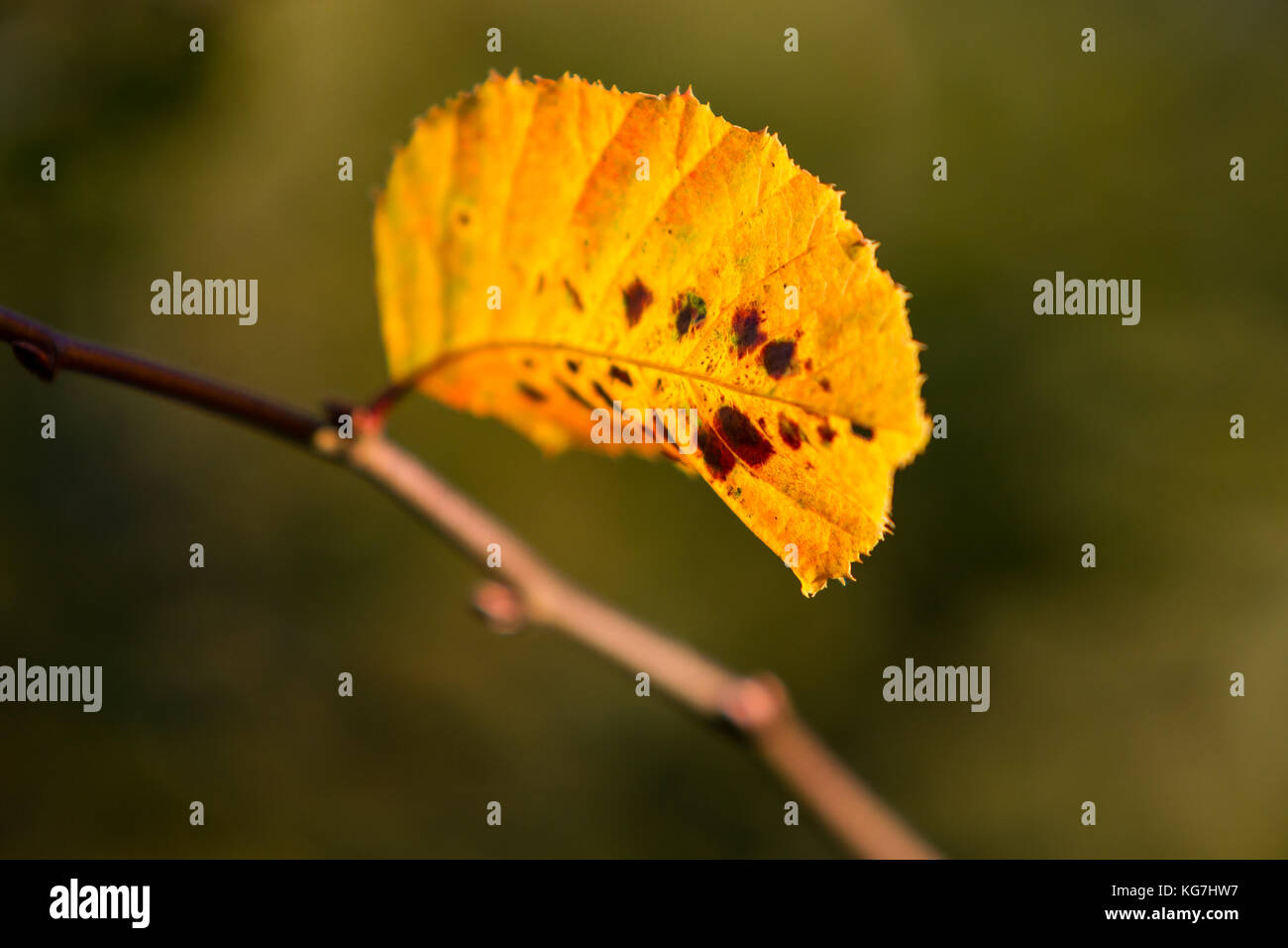 Herbstfarben butes Laub der Buche Stock Photo