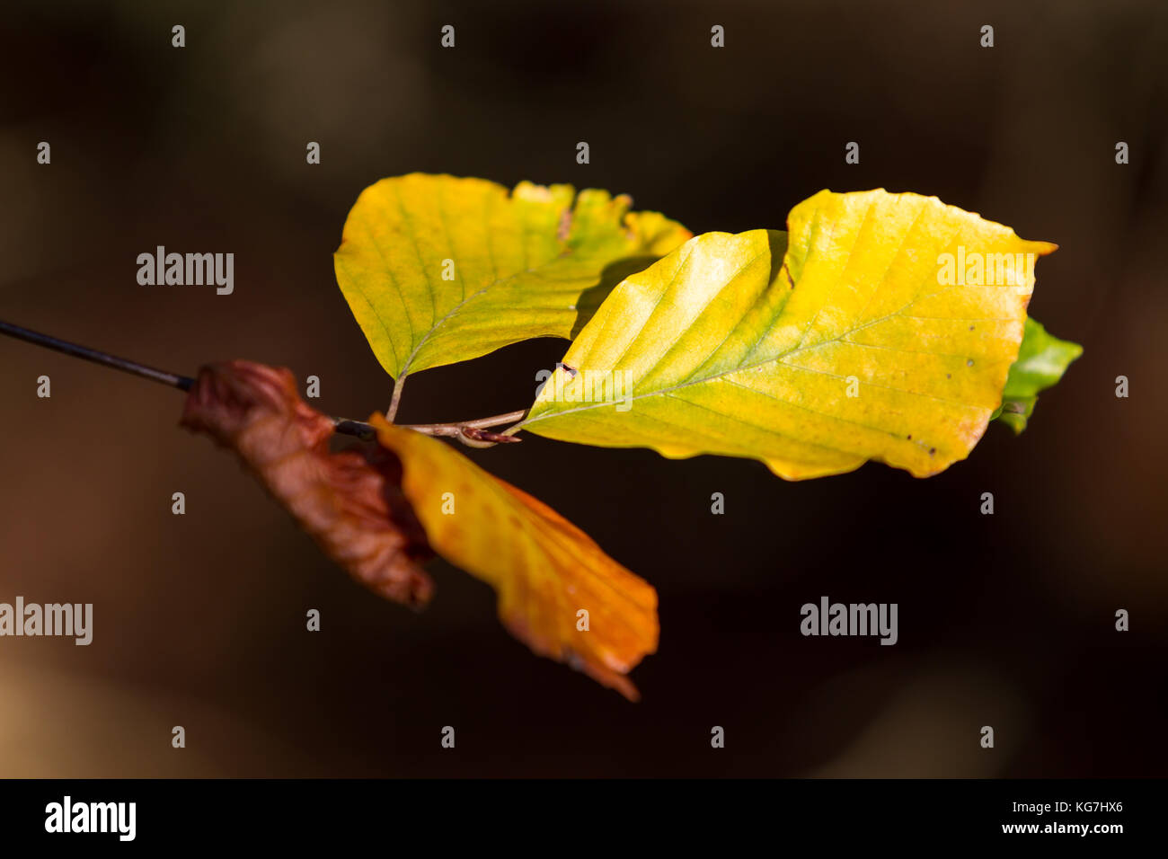 Herbstfarben butes Laub der Buche Stock Photo