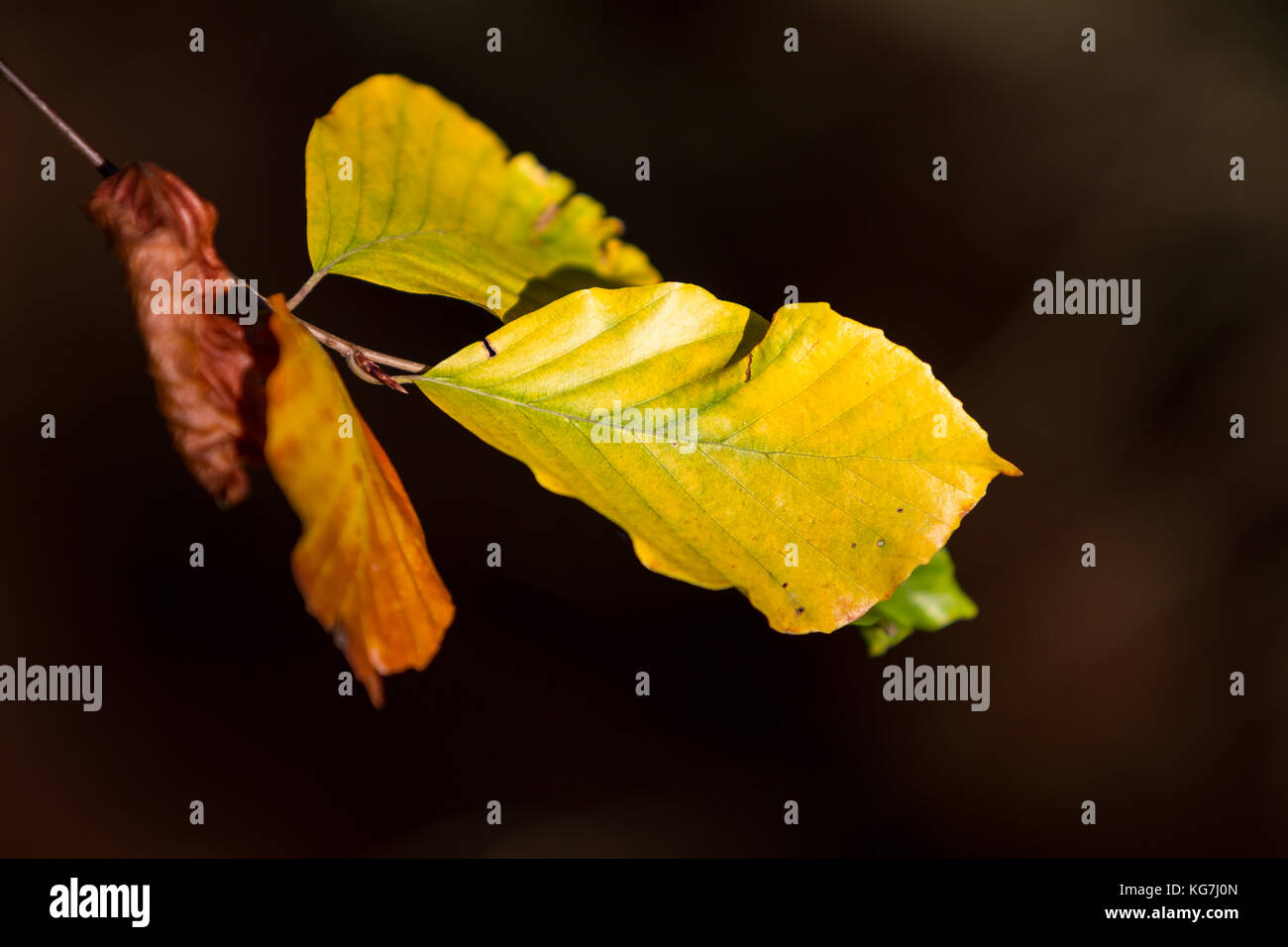 Herbstfarben butes Laub der Buche Stock Photo