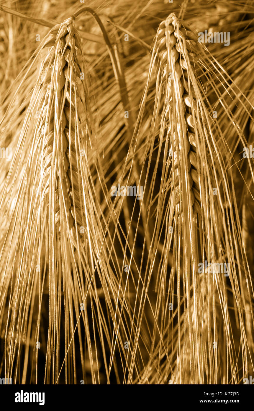 Close-up of the ear of barley. Raw materials for beer. Stock Photo