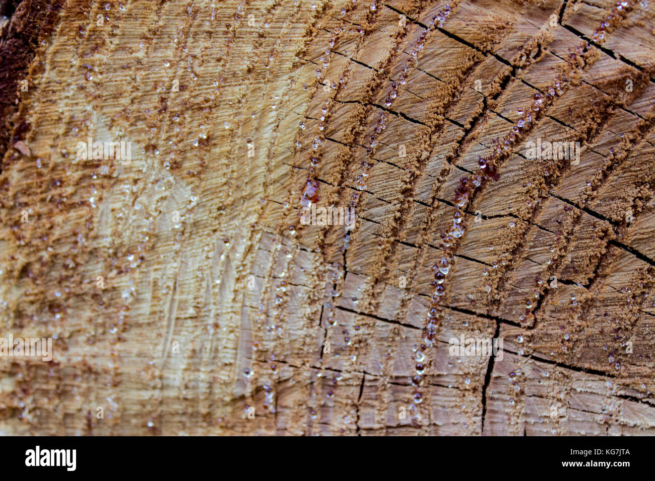 Close up view at wood texture of cut tree trunk Stock Photo - Alamy