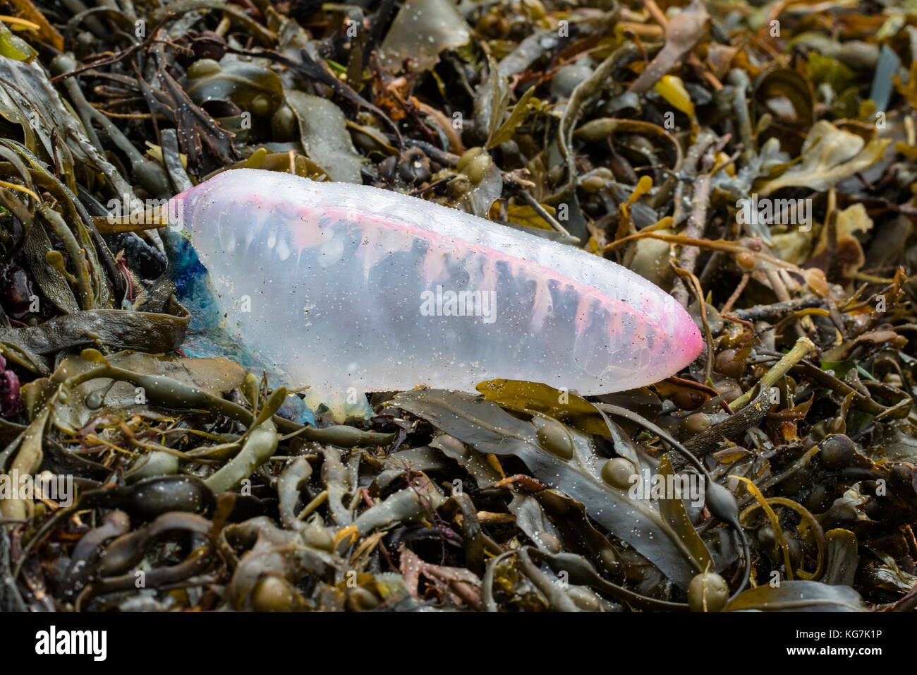 Atlantic Portuguese man o' war (Physalia physalis) washed up on beach, St Mary's, Isles of Scilly Stock Photo