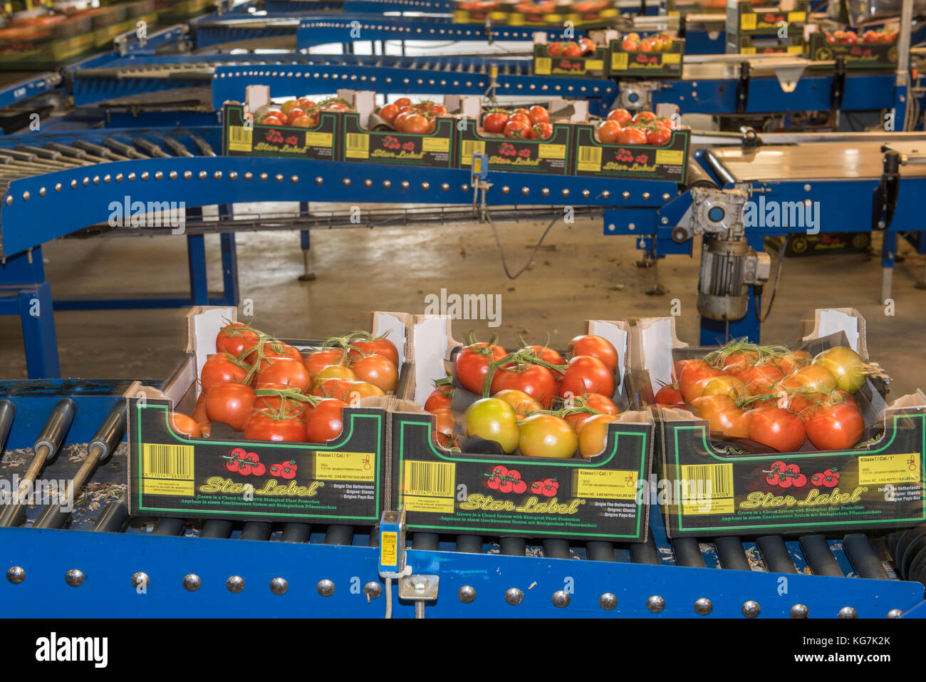 Tomato factory hires stock photography and images Alamy