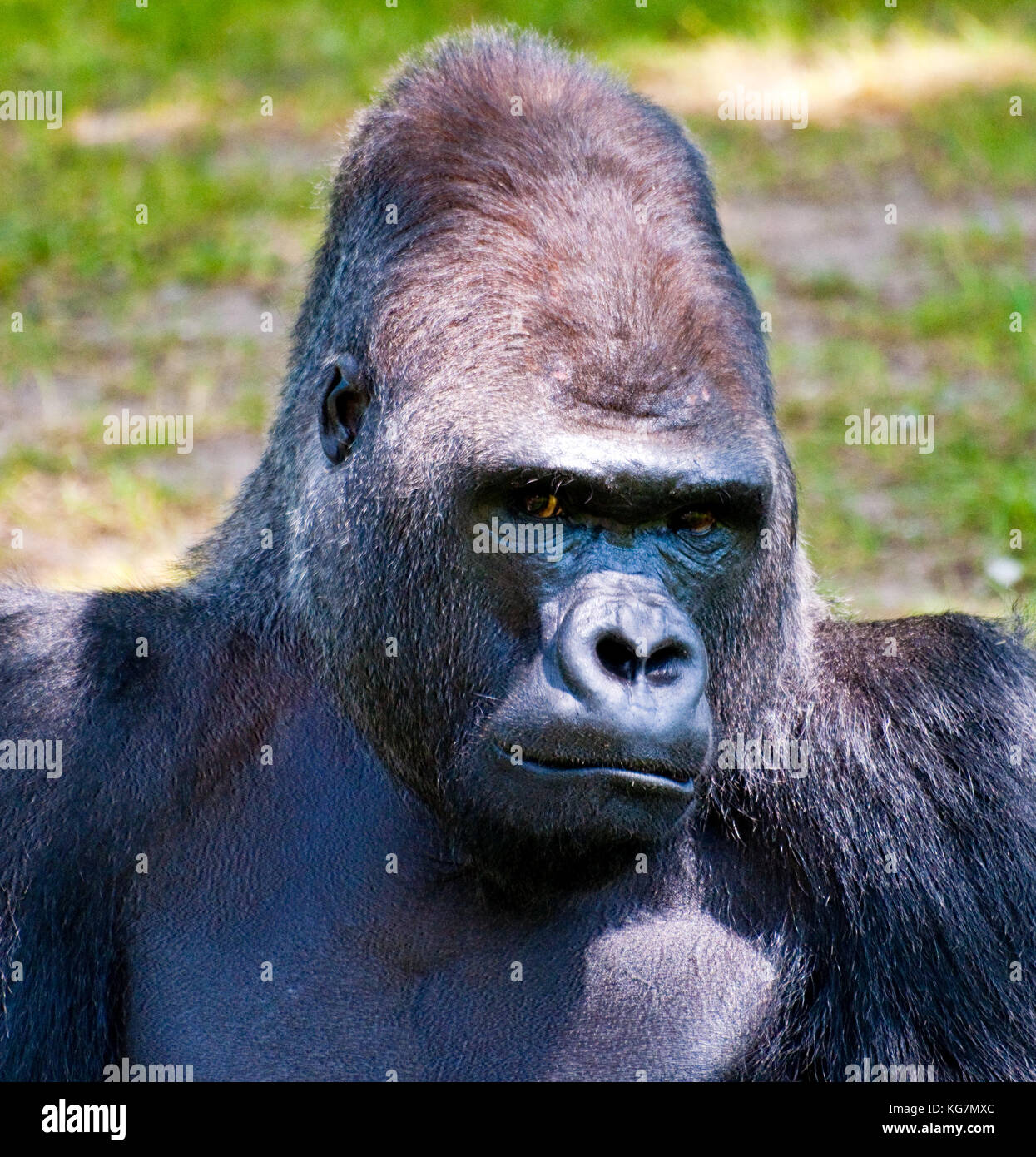 A close up of a Western lowland gorilla (Gorilla Gorilla Gorilla). Stock Photo