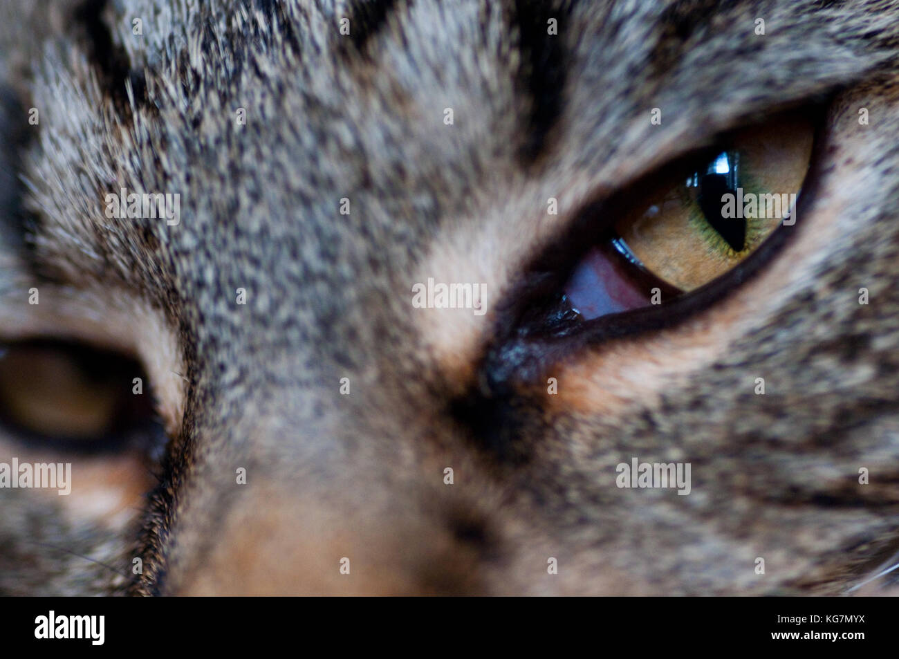 A close up of the eyes of a British short hair cat. Stock Photo
