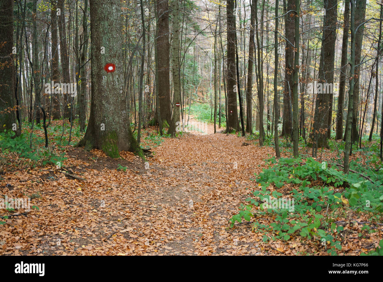 Trail through the forest, Tara - Serbia. Stock Photo