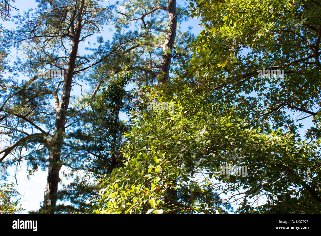 Shorehaven beach hires stock photography and images Alamy