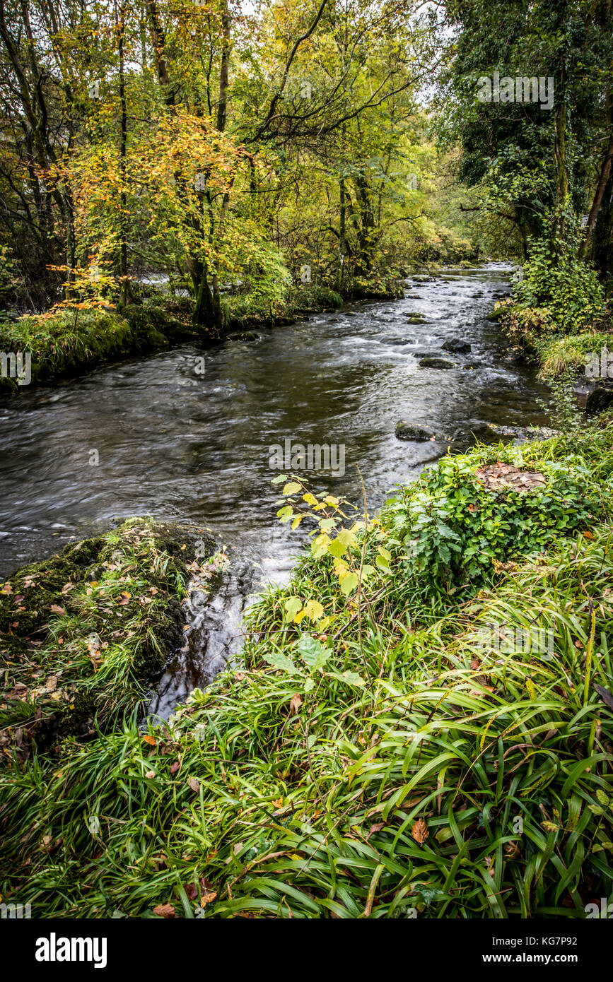 Autumn and a river passes through a woodland on its way to Coniston in the Lake District National Park, Cumbria Stock Photo