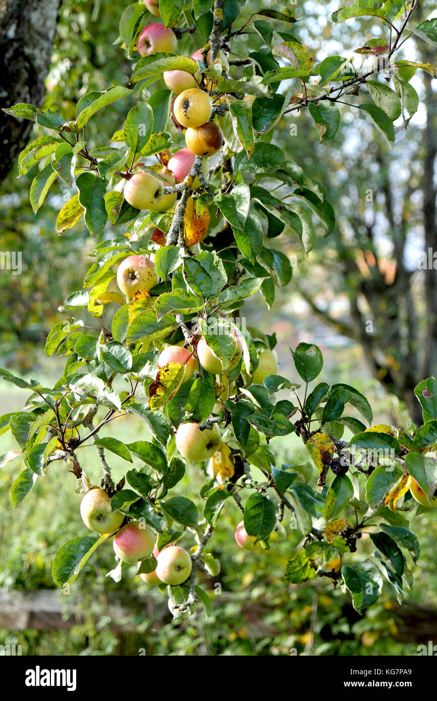 the red apples growing on tree in the orchard Stock Photo - Alamy