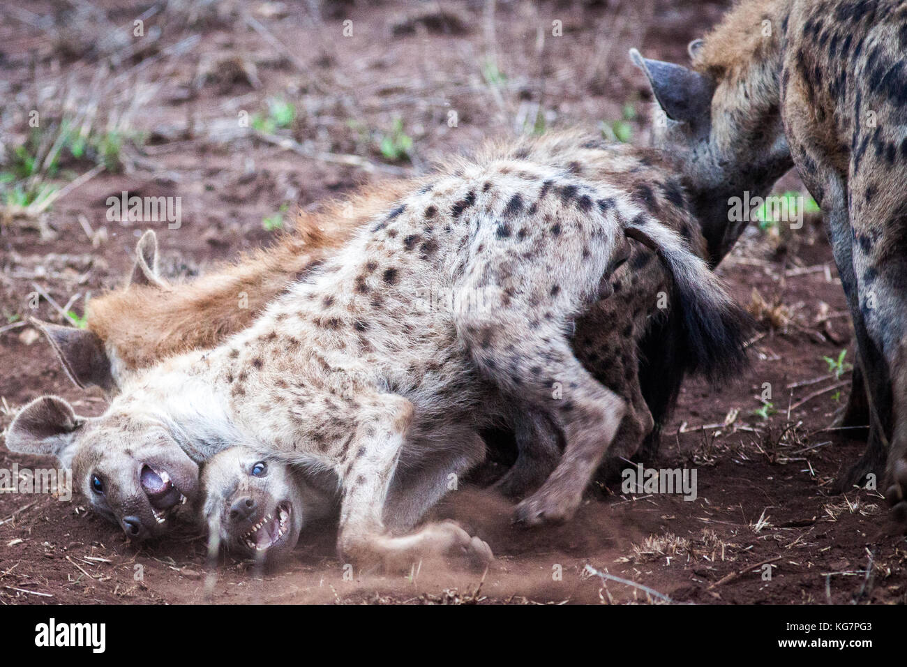 hyenas fighting each other Stock Photo - Alamy