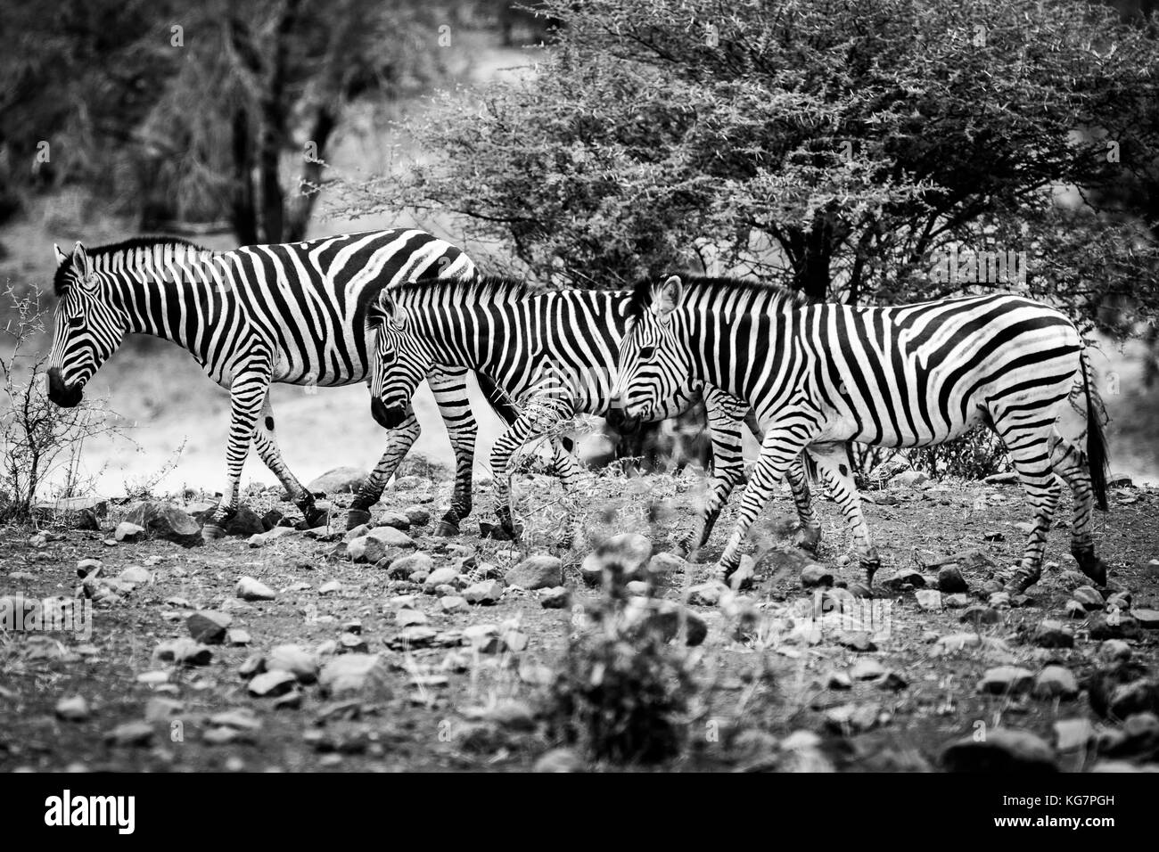 zebras following each other Stock Photo Alamy