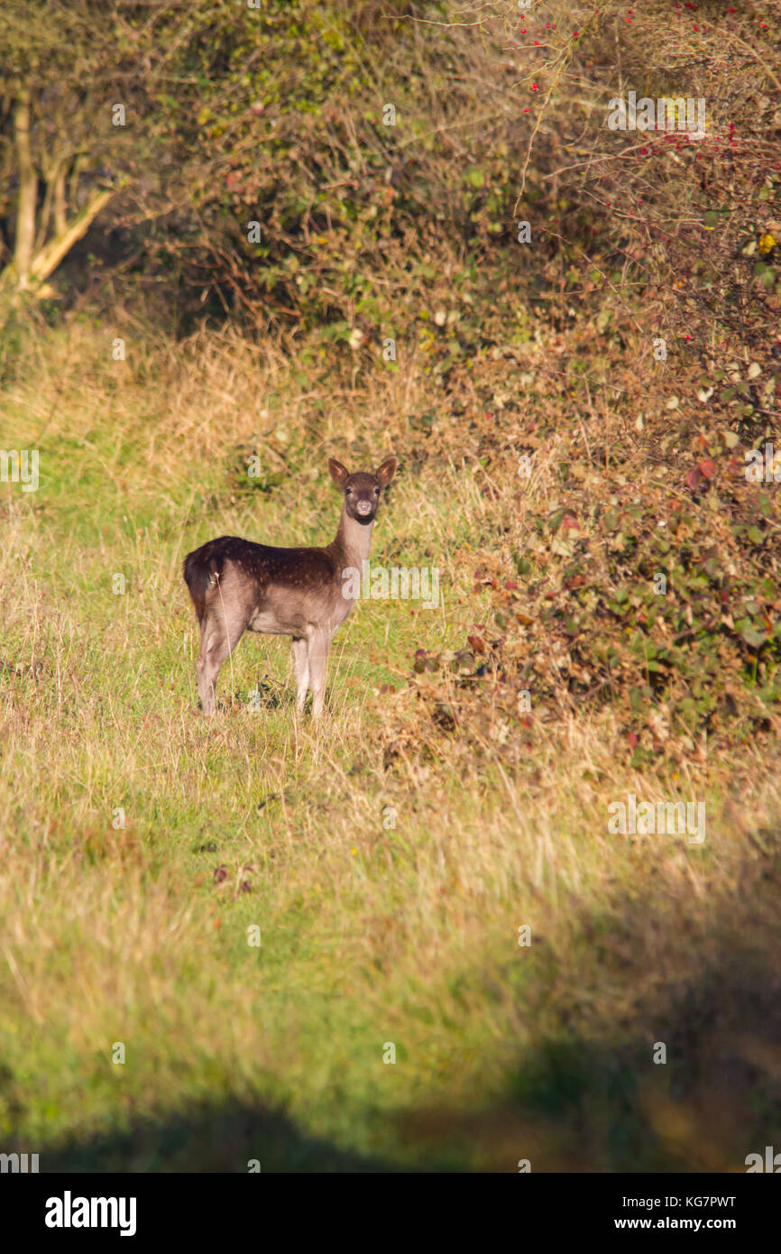A subadult dark form Fallow Deer (Dama dama) seen on the Chiltern Hills  during a sunny autumn afternoon Stock Photo - Alamy
