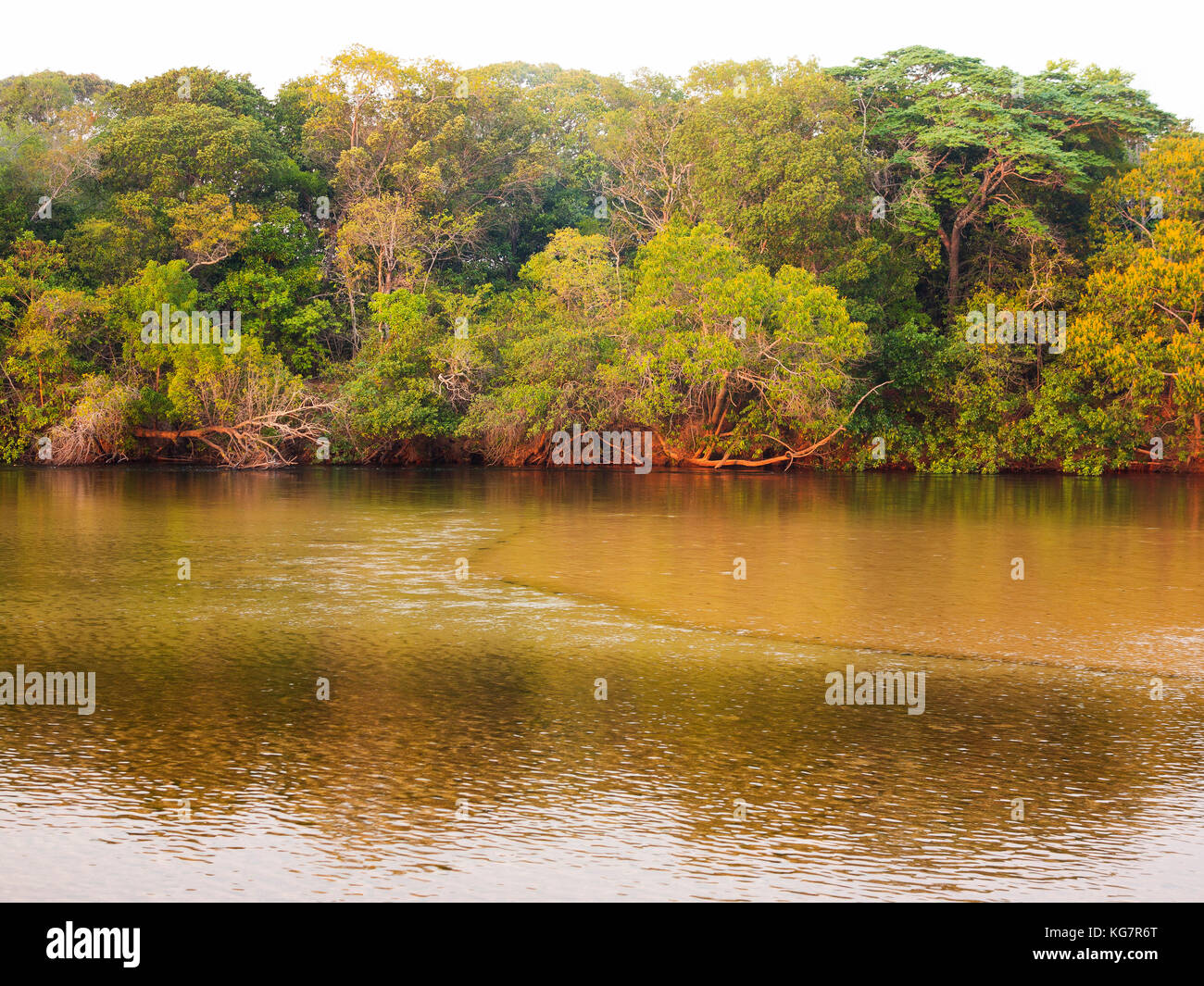 Dense jungle hi-res stock photography and images - Alamy
