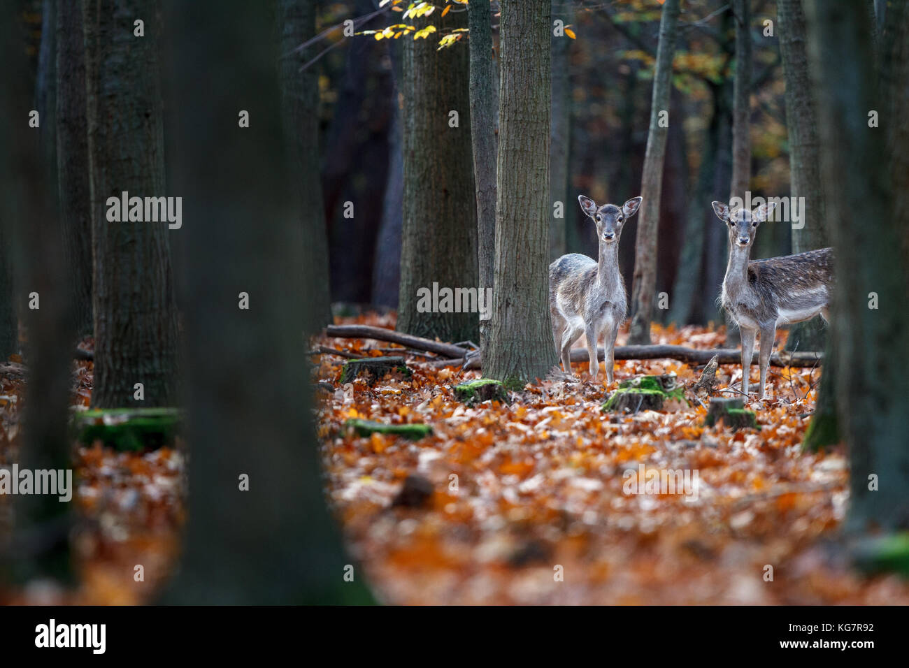 Zwei Damhirschkühe (Dama dama) stehen in einem herbstlichen Wald Stock Photo