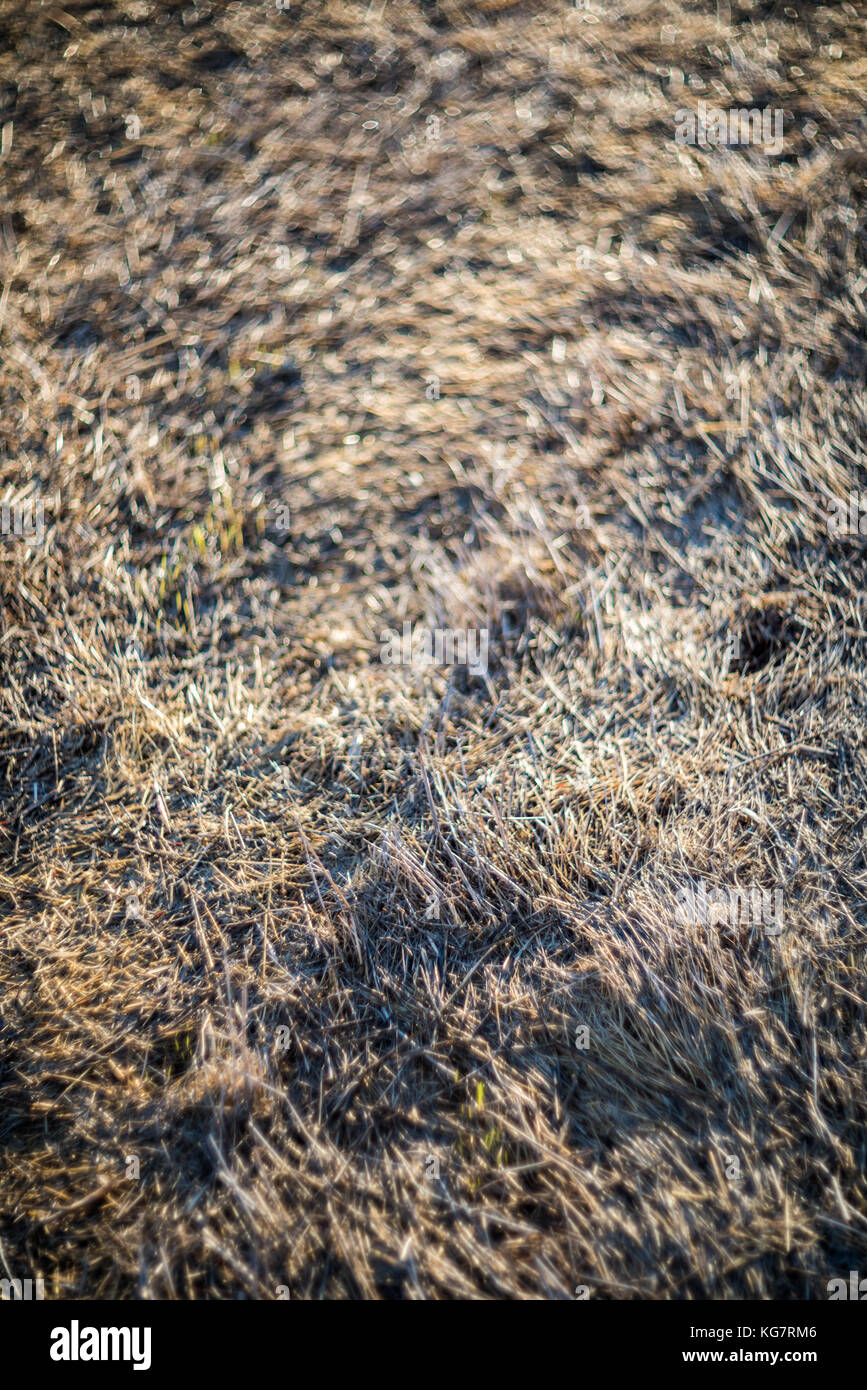 Dry grass background Stock Photo Alamy