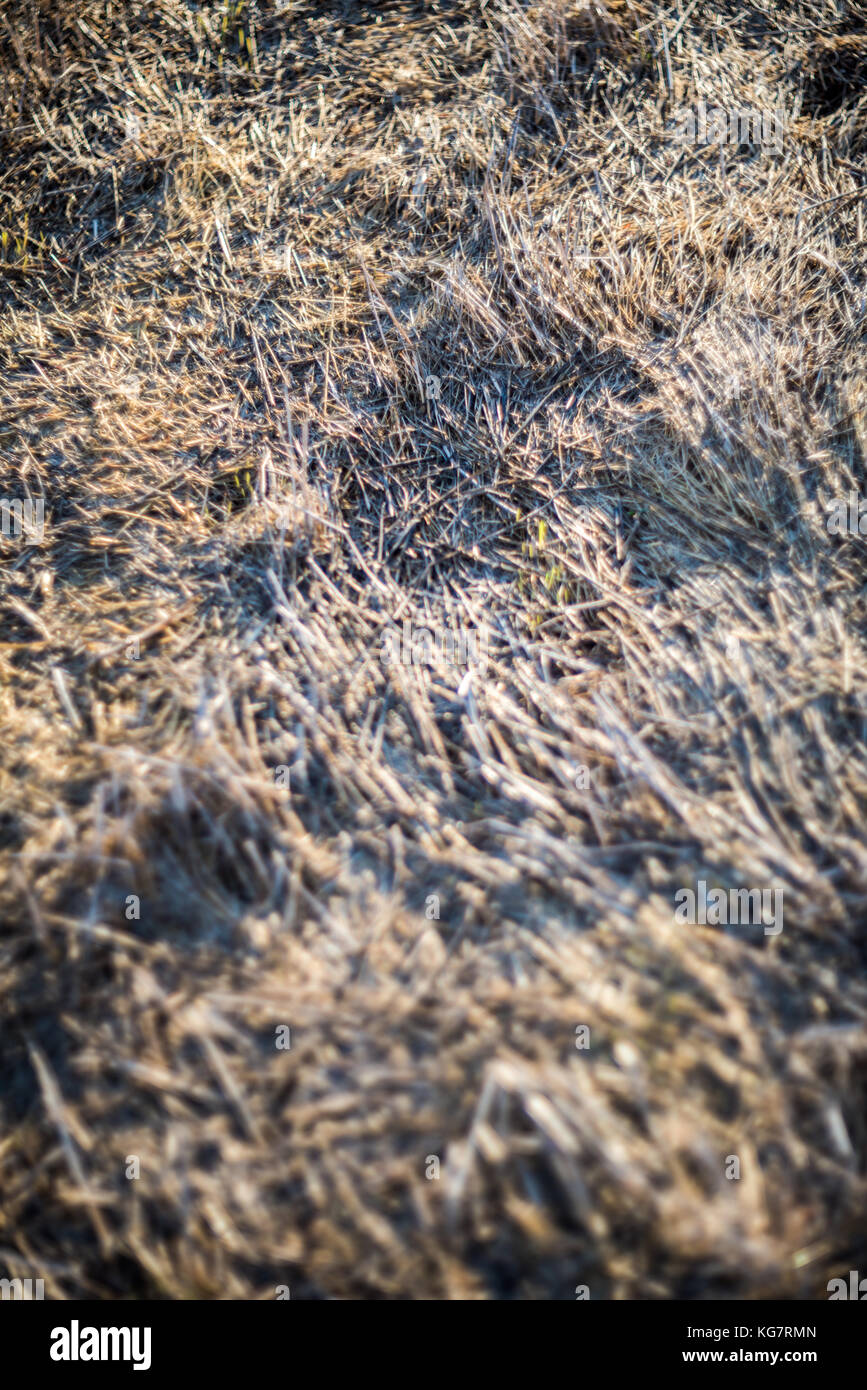 Dry grass background Stock Photo Alamy
