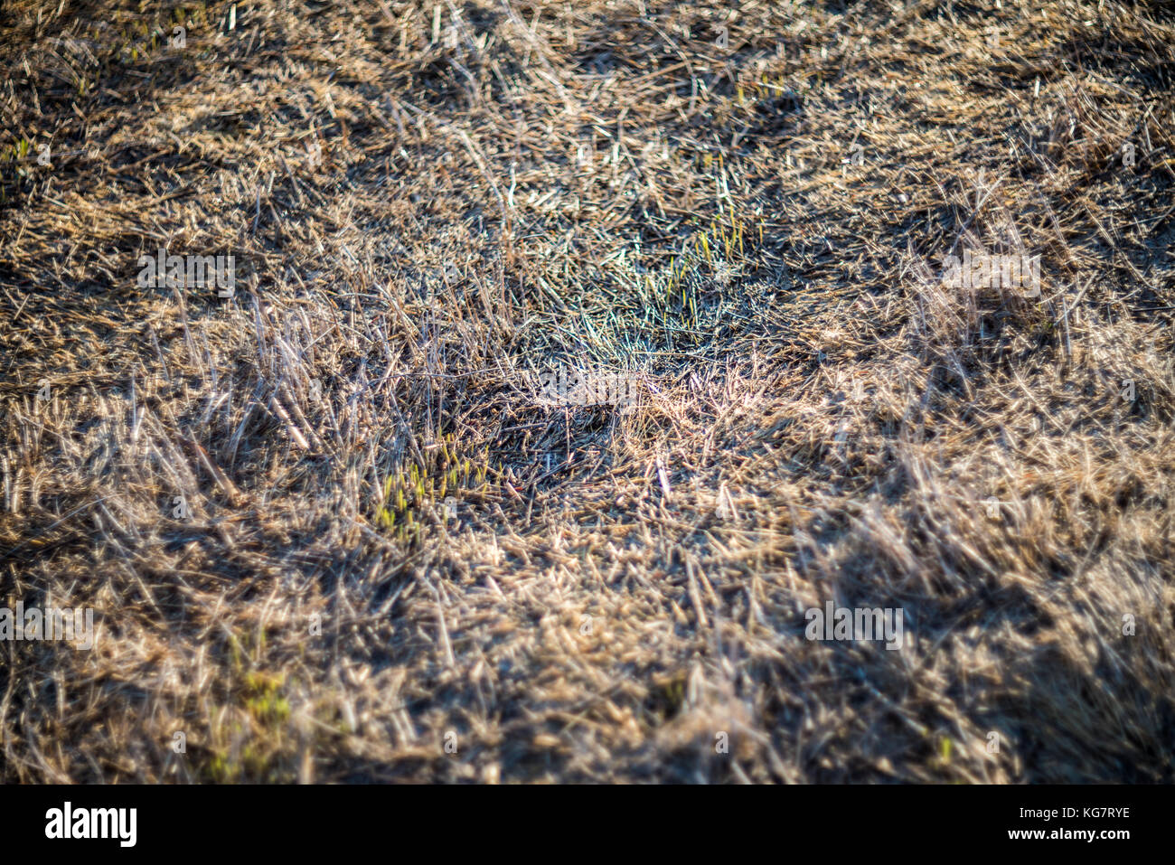 Dry grass background Stock Photo Alamy