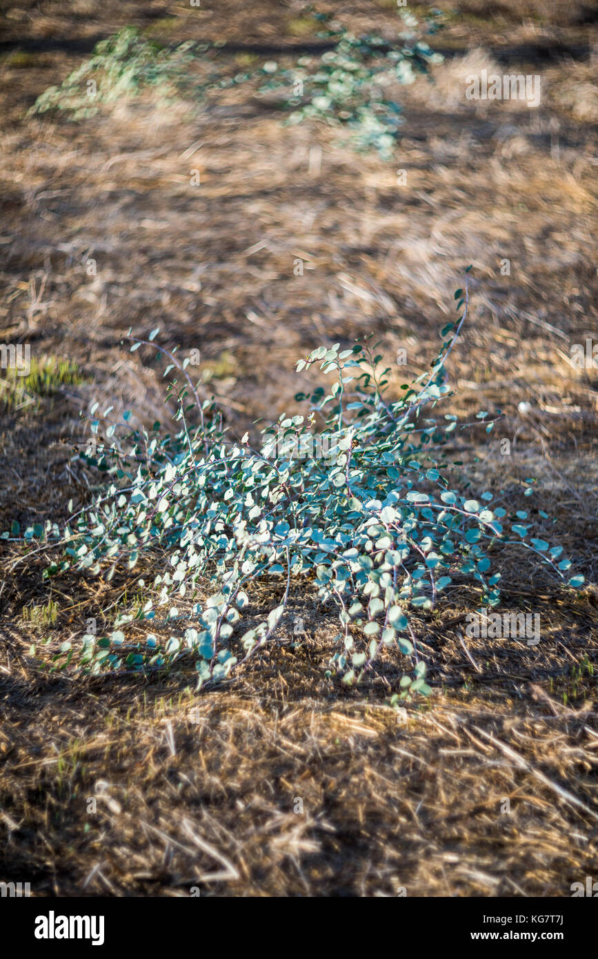 Caper bush (Capparis spinosa) growing in the wild Larnaca, Cyprus