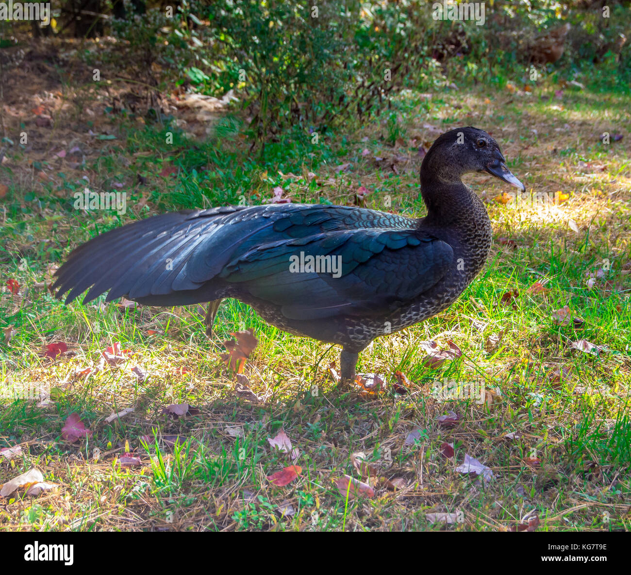 A black muscovy duck stretches Stock Photo