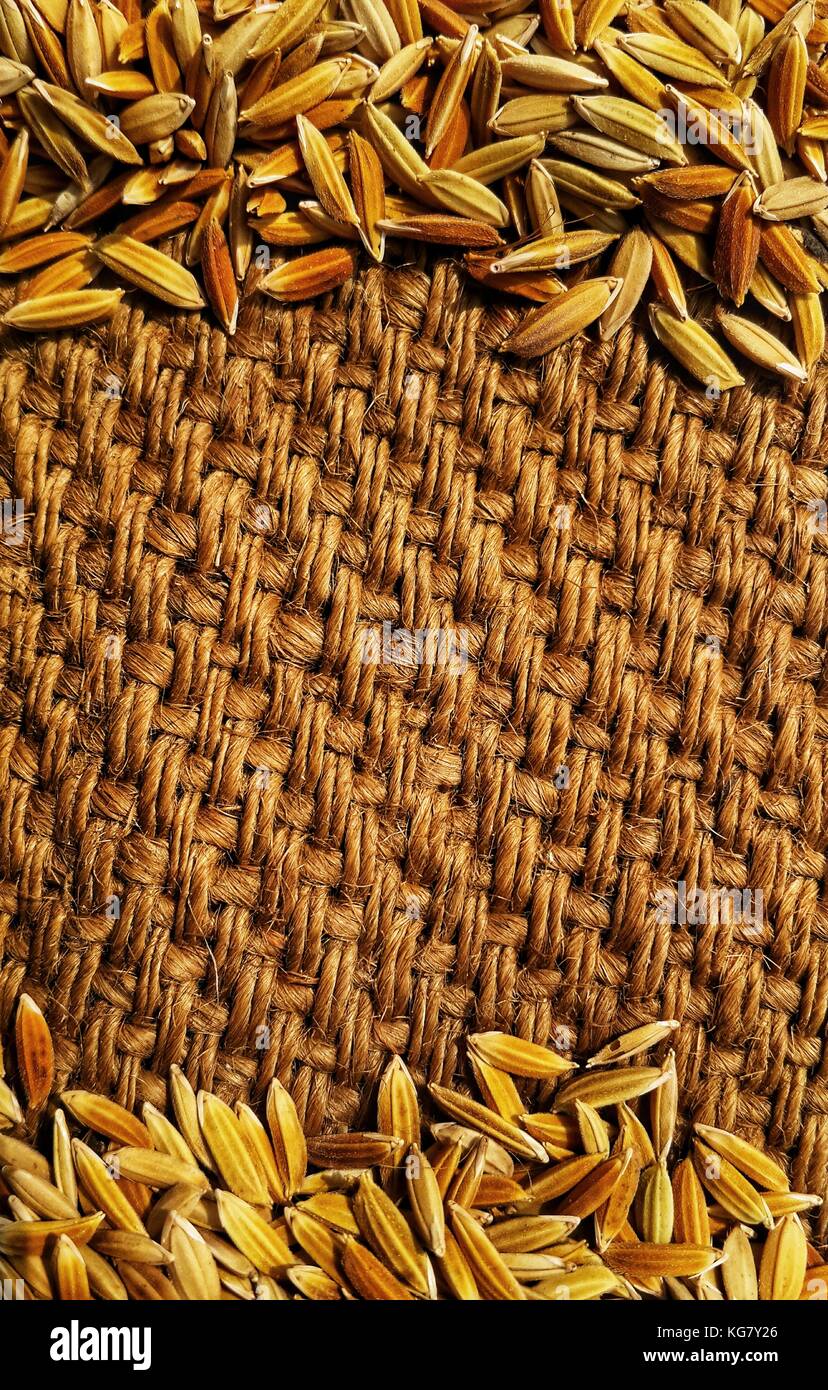 Unhusked paddy rice on gunnysack texture background.copy space for writing.selective focus shot from above. Stock Photo