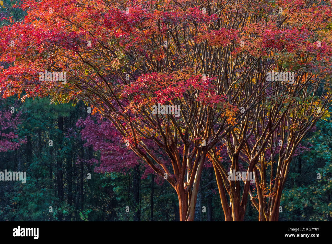 Colorful Autumn trees on vivid display at sunset in Metro Atlanta, Georgia, USA. Stock Photo
