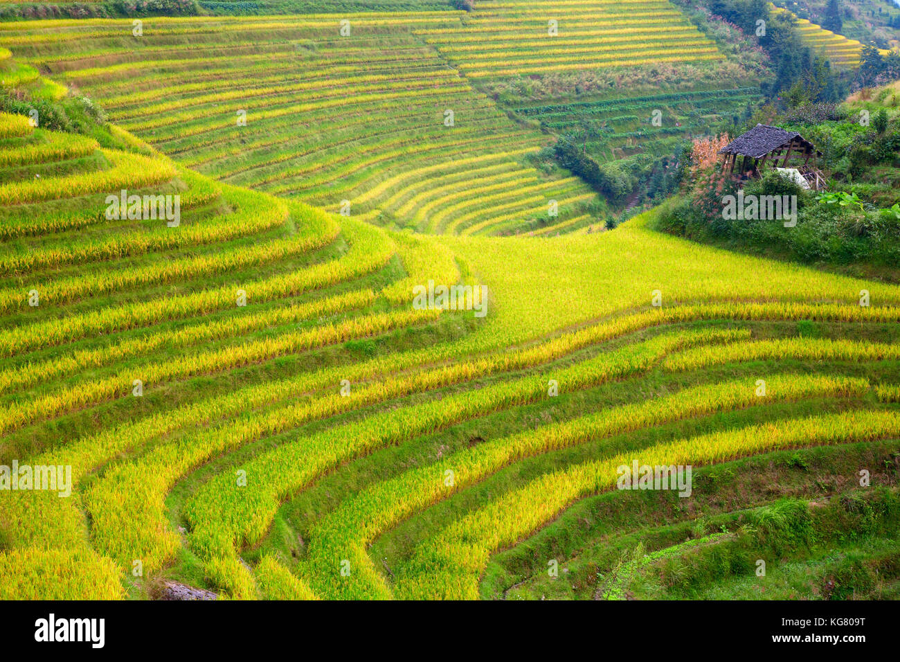 The Longsheng Rice Terraces(Dragon's Backbone) also known as Longji ...