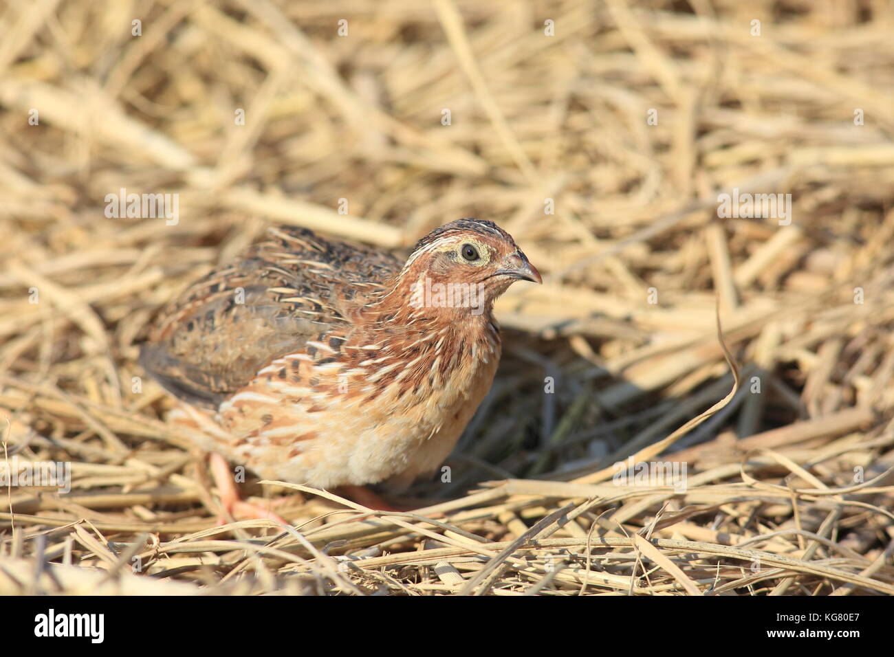 Japanese quail (Coturnix japonica) male in Japan Stock Photo Alamy